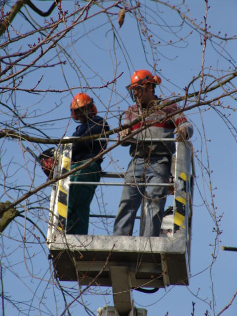 R�ckschnitt grosser B�ume