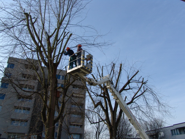 R�ckschnitt grosser B�ume